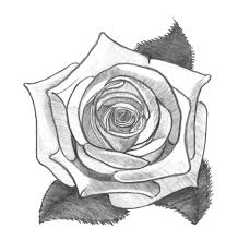 rose pencil drawing monochrome image