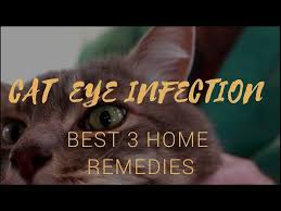 cat with infected eye best 3 holistic