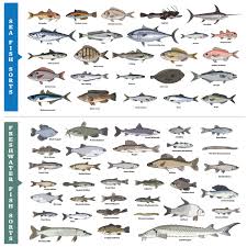 41 Types Of Fish Most Popular Saltwater And Freshwater Fish