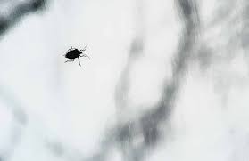 black bugs around my window