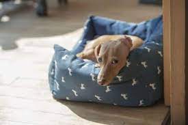 7 reasons why do dogs dig in their beds