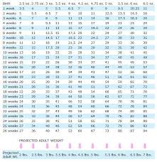 Yorkie Growth Chart Labradorpuppyweightchartinkg