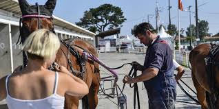 Hippodrome de Biarritz : l'art de bichonner les chevaux