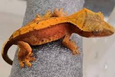 Image result for Tricolor crested gecko DESCRIPTION