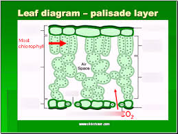 plant biology leaf structure diagram