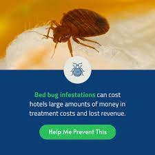 Bed Bugs In Hotels Everything You Need