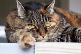5 cat behavior problems and how to