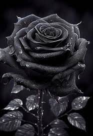 black rose with water drops