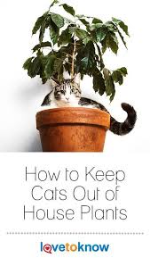 Cat Plants House Plants Keep Cats Away