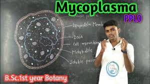Lc.10)Mycoplasma | PPLO | B.Sc. - 1st year Botany | Paper- 1st | unit - 1st  | by- Prahalad Sir - YouTube