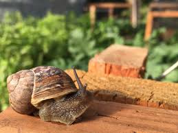 farming snails