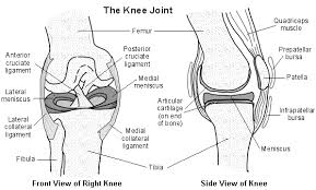 knee ligament injuries symptoms and