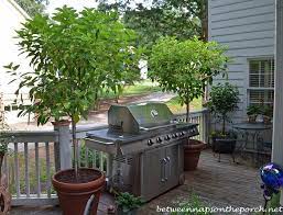 Container Gardening Patio Trees