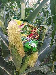 CORN Protocol How to use Grand Humus Plus 1. Use for watering plants or spray the Grand humus Plus to soil.1 Sachet dissolved in 1 drum of water, good for half hectares,