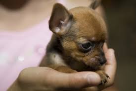 Teacup Chihuahua Facts Pets