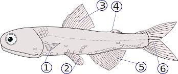 Fish Fin Wikipedia