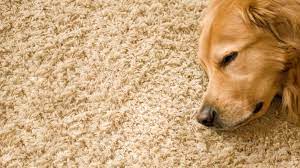how to fix a carpet your cat or dog has