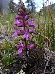 Pedicularis verticillata