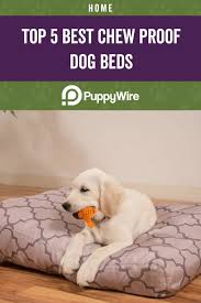 Best Chew Proof Dog Beds For Your