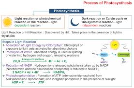 Icse Solutions For Class 10 Biology Photosynthesis A