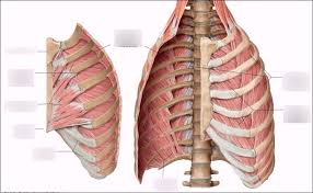 The human rib cage (thoracic cage) has the very important job of protecting the heart and lungs. Anatomy 27 Thoracic Cavity Intercostal Muscles Breast Nerve Supply And Respiration Diagram Quizlet