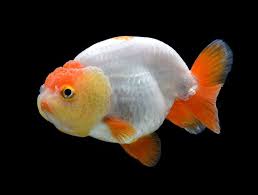 ranchu goldfish pictures care guide