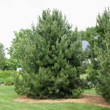 Austrian Pine Evergreen Tree
