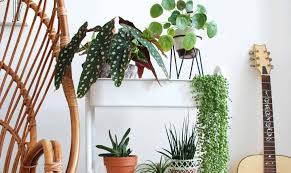 the perfect plant shelf in 6 simple steps