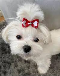 lovely male and female maltese puppies