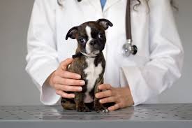 disinfecting your home after parvovirus