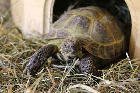 how to increase humidity in tortoise