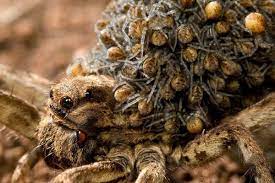 Мизгирь: Единственный русский тарантул — настоящий монстр! | Пикабу