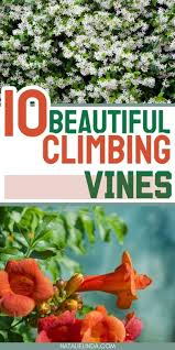 10 Climbing Vines That Ll Beautify Your
