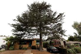 Before removing a tree, consider the benefits of conserving the tree and if some pruning and care would be a better approach. Tree Removal Request Exposes Rotten Underbelly Of Santa Barbara S Appeal Process The Santa Barbara Independent