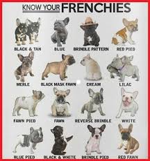 French Bulldog Color Chart French Bulldog Puppies Bulldog