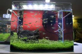 Best 10-Gallon Fish Tank: Our Top Five Picks - Aquariadise gambar png