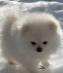 all about white pomeranian puppies and dogs