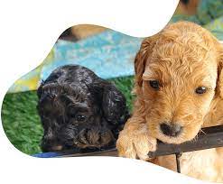 poodle puppies and breeders new zealand