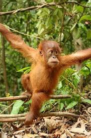 Read this animalsake post to find out more about these interesting species. Tropical Rainforest Animals And Plants Rainforest Animals Pictures Of Animals That Live In The Tropical Rainforest Animals Baby Orangutan Orangutan