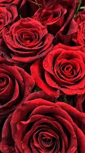 red rose roses flowers wallpaper