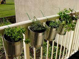 Herbs In Coffee Cans Hung With Zip