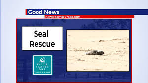 seal rescued in bethany beach 47abc