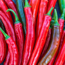 gurney s salsa hybrid hot pepper