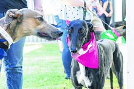 We are the only rehoming group in wa able to issue a muzzle exemption in the form of a green collar. The Public Is Disgusted Your Local Examiner
