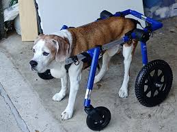 full support med large dog wheelchair