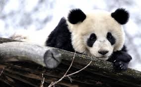 cute panda bears s background