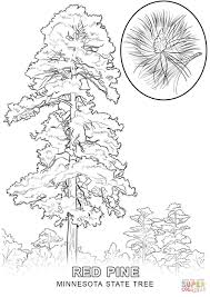 Here you can explore hq cedar transparent illustrations, icons and clipart with filter setting like size, type, color etc. Simple Kauri Tree Drawing Novocom Top