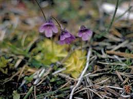 Pinguicula vulgaris (Common butterwort) | Native Plants of North ...