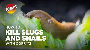 kill slugs snails with corry s