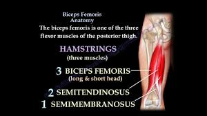 hamstring strain physiopedia